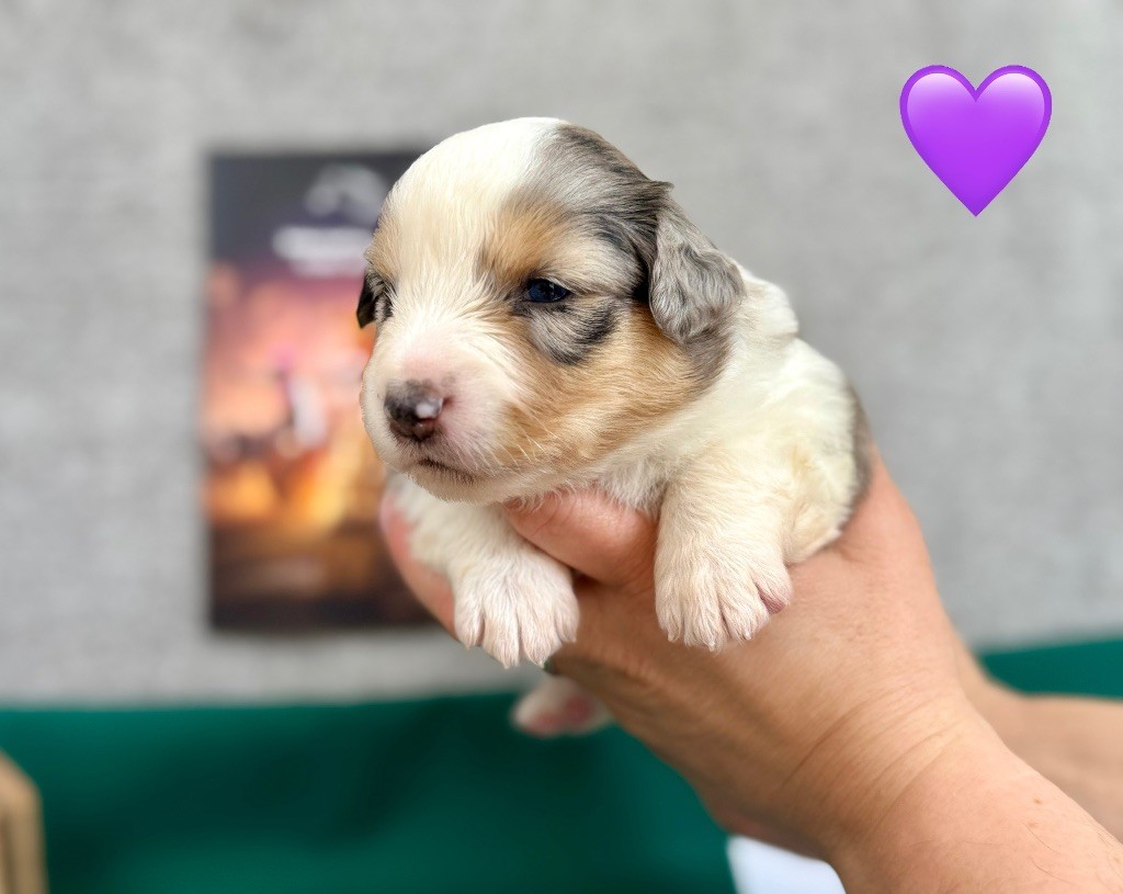 of Precious Stone Race - Chiots disponibles - Berger Américain Miniature 