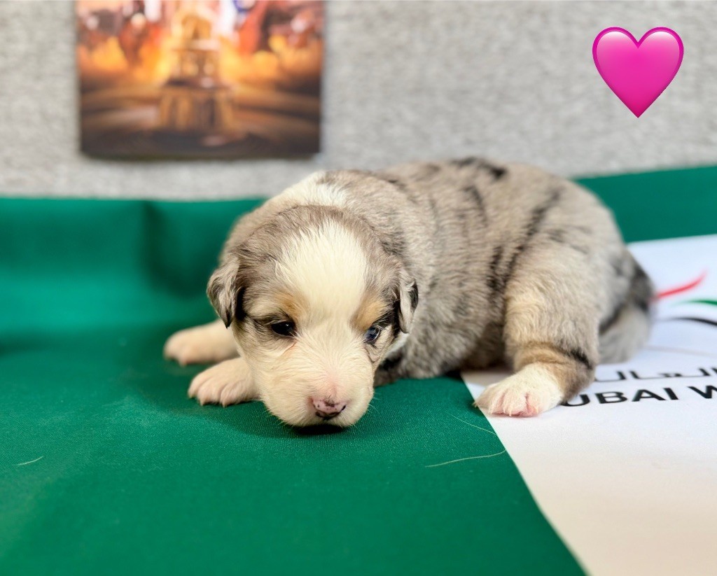 of Precious Stone Race - Chiots disponibles - Berger Américain Miniature 
