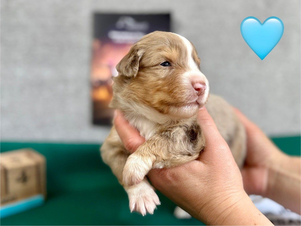 of Precious Stone Race - Chiots disponibles - Berger Américain Miniature 