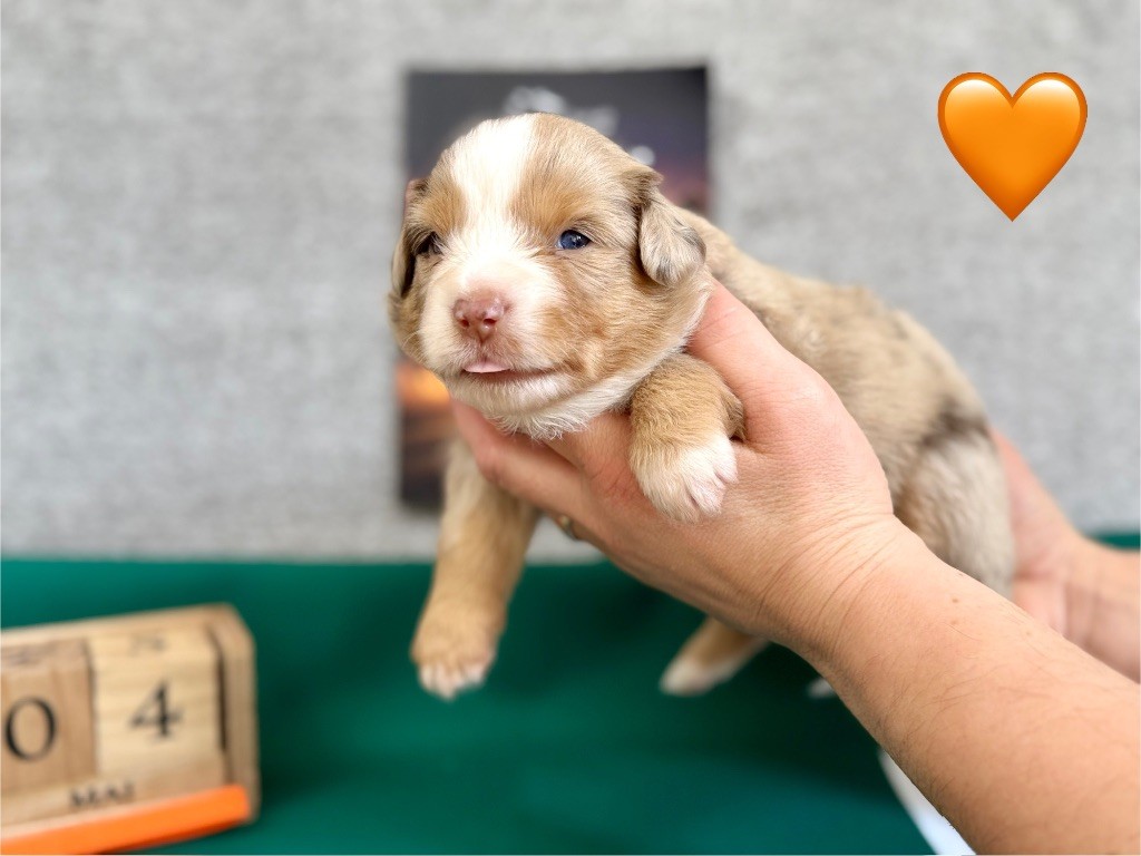 of Precious Stone Race - Chiots disponibles - Berger Américain Miniature 