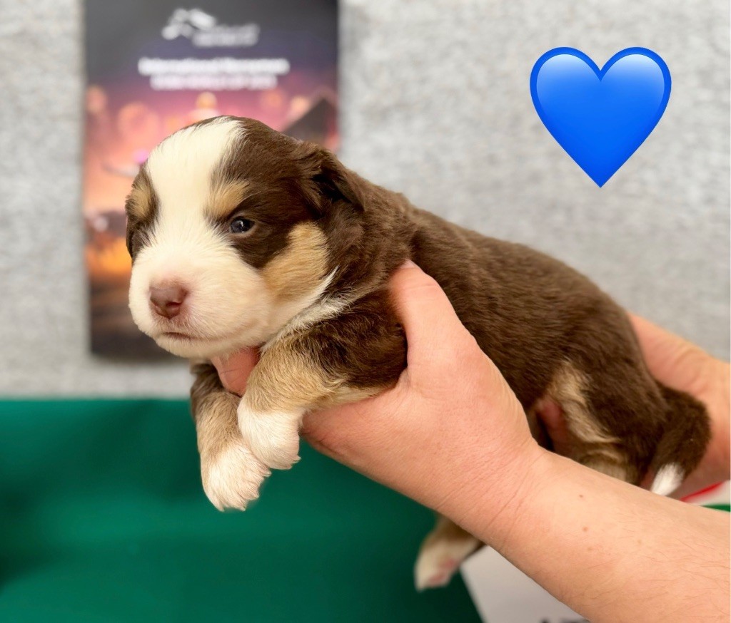 of Precious Stone Race - Chiots disponibles - Berger Américain Miniature 